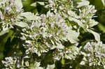 Clustered mountainmint